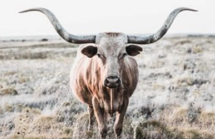 Authentic Western Style Redefined